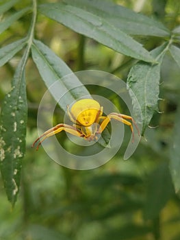 Misumena vatiaÂ goldenrod crab spider